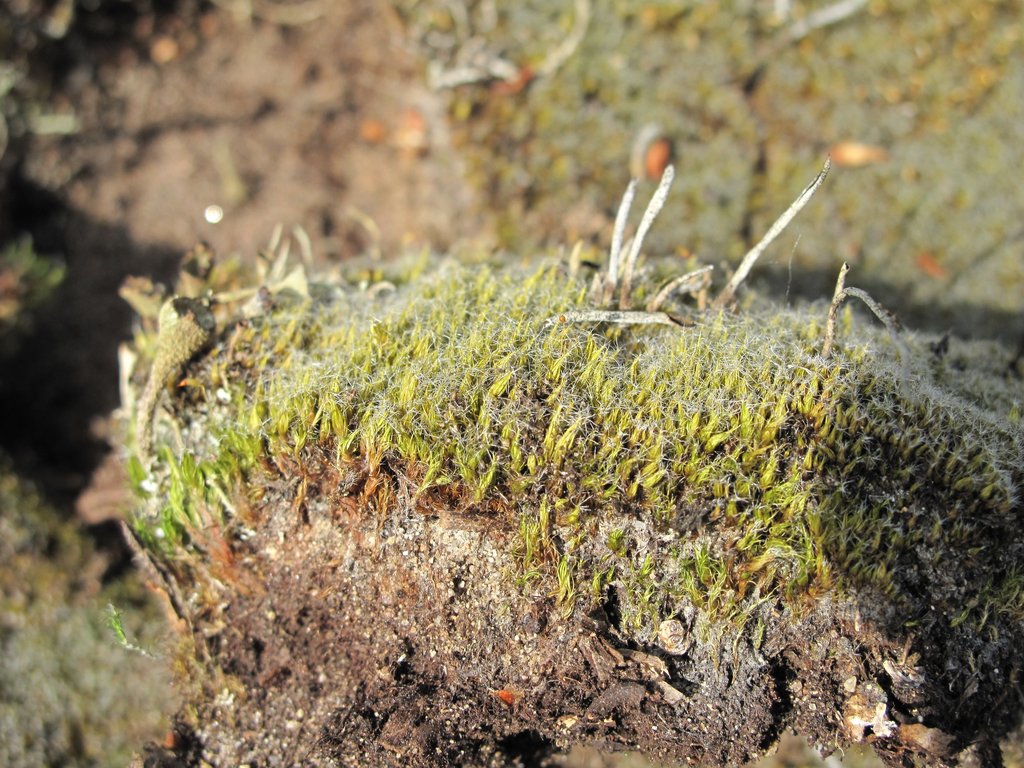 Campylopus introflexus